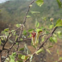 Taxillus courtallensis (Gamble) Danser